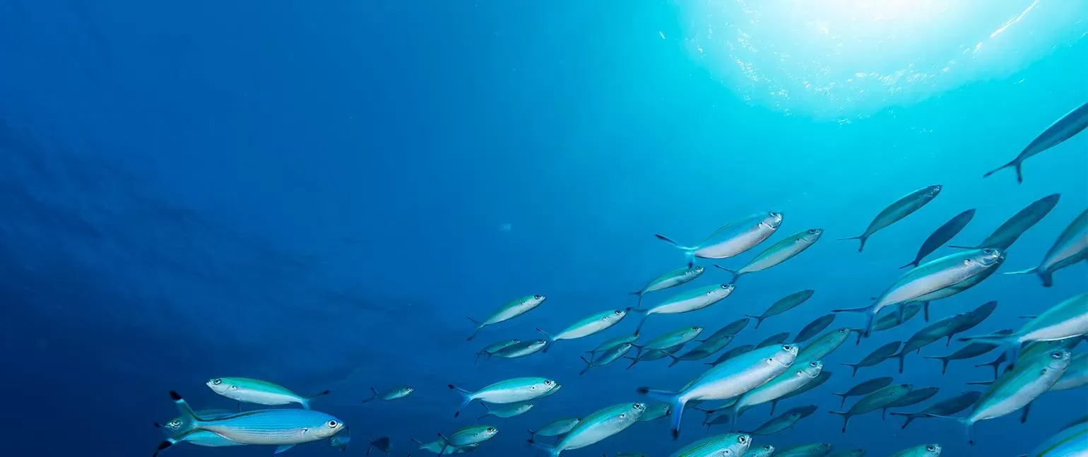 People for the planet